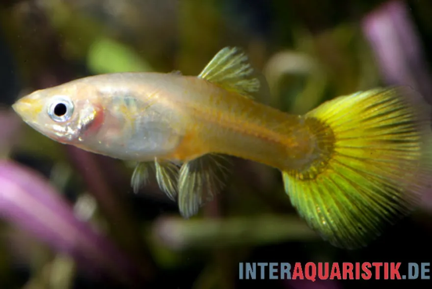 Guppy goldgelb Tuxedo, Poecilia reticulata, paarweise