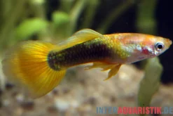 Guppy goldgelb Tuxedo, Poecilia reticulata, paarweise