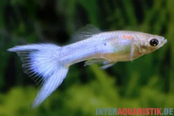 Guppy Japan Blue, Poecilia reticulata, paarweise