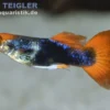 Guppy Koi Tuxedo, Poecilia reticulata, paarweise
