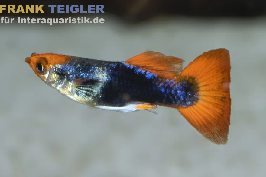 Guppy Koi Tuxedo, Poecilia reticulata, paarweise