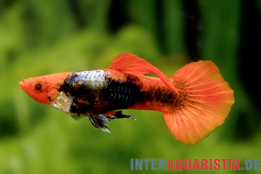 Guppy Koi Tuxedo, Poecilia reticulata, paarweise
