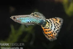 Guppy Leopard, Poecilia reticulata, paarweise