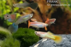 Guppy Männchen XXXL Farbmix, 25 Tiere, Poecilia reticulata