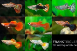 Guppy Männchen XXXL Farbmix, 25 Tiere, Poecilia reticulata