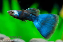 Guppy Moskau blau, Poecilia reticulata, paarweise