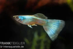 Guppy Moskau grün, Poecilia reticulata, paarweise