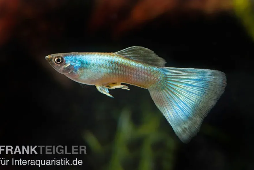 Guppy Moskau grün, Poecilia reticulata, paarweise