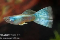 Guppy Moskau grün, Poecilia reticulata, paarweise