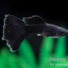 Guppy Moskau schwarz, Poecilia reticulata, paarweise