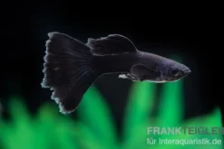 Guppy Moskau schwarz, Poecilia reticulata, paarweise