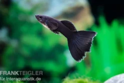 Guppy Moskau schwarz, Poecilia reticulata, paarweise