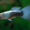 Guppy neonblau, Poecilia reticulata, paarweise