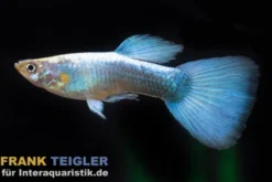 Guppy neonblau, Poecilia reticulata, paarweise