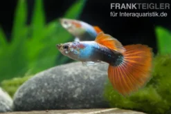Guppy neonblau-rot, Poecilia reticulata, paarweise