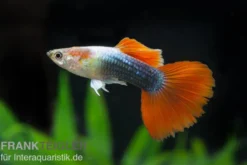Guppy neonblau-rot, Poecilia reticulata, paarweise