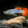 Guppy Neon Firetail, Poecilia reticulata, paarweise