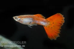 Guppy neonrot, Poecilia reticulata, paarweise