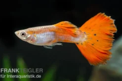 Guppy neonrot, Poecilia reticulata, paarweise