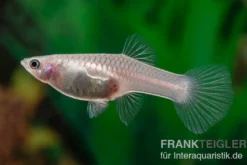 Guppy Panda, Poecilia reticulata, paarweise