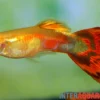 Guppy Pigeon Blood, Poecilia reticulata, paarweise