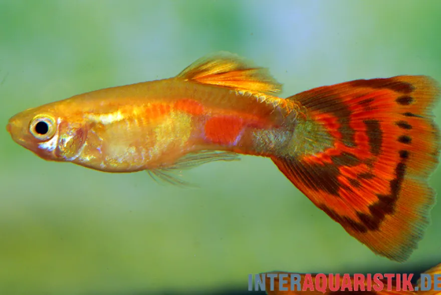 Guppy Pigeon Blood, Poecilia reticulata, paarweise