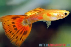Guppy Pigeon Blood, Poecilia reticulata, paarweise