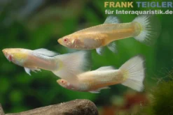 Guppy platinum Albino, Poecilia reticulata, paarweise
