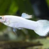 Guppy platinum white, Poecilia reticulata, paarweise