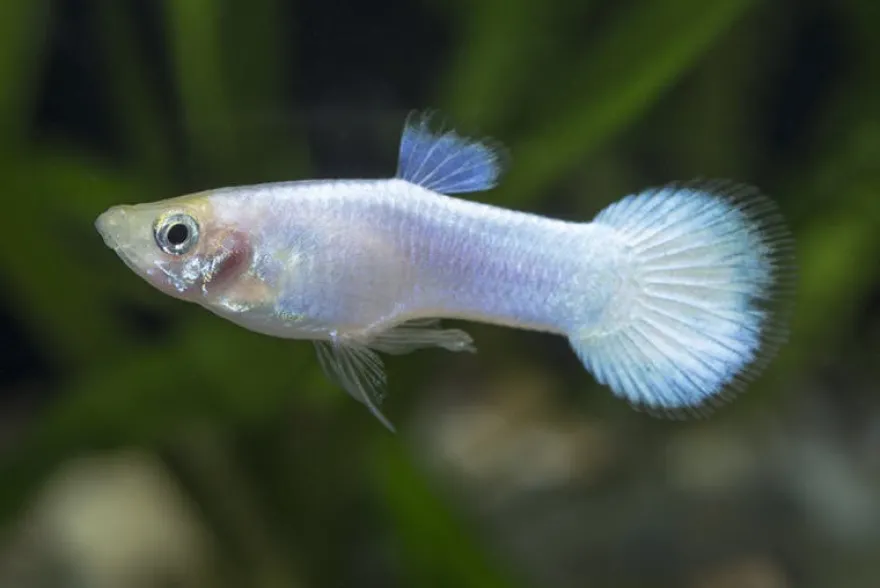 Guppy platinum white, Poecilia reticulata, paarweise