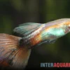 Guppy Queen Red, Poecilia reticulata, paarweise