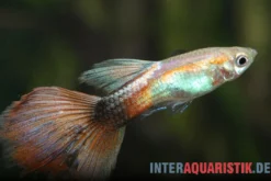 Guppy Queen Red, Poecilia reticulata, paarweise