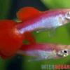 Guppy Rainbow Metallic, Poecilia reticulata, paarweise