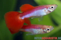 Guppy Rainbow Metallic, Poecilia reticulata, paarweise