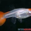 Guppy Red Cap, Poecilia reticulata, paarweise