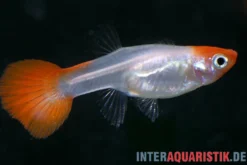 Guppy Red Cap, Poecilia reticulata, paarweise