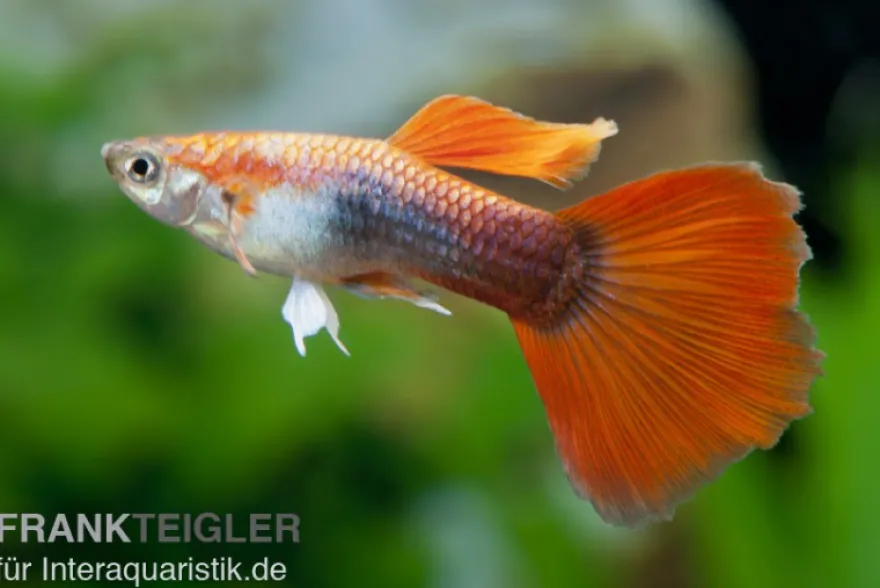 Guppy rot Tuxedo, Poecilia reticulata, paarweise