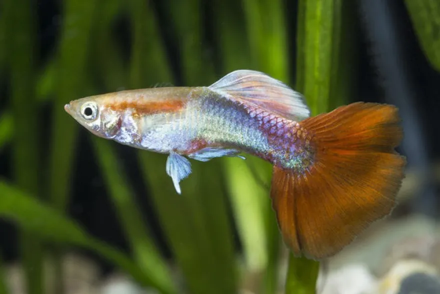 Guppy rot Tuxedo, Poecilia reticulata, paarweise