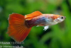 Guppy rot Tuxedo, Poecilia reticulata, paarweise