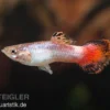 Guppy Samt korallenrot, Poecilia reticulata, paarweise