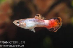 Guppy Samt korallenrot, Poecilia reticulata, paarweise
