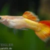 Guppy Sunset, Poecilia reticulata, paarweise