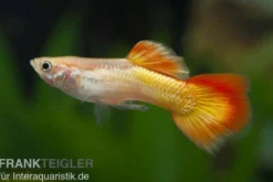 Guppy Sunset, Poecilia reticulata, paarweise