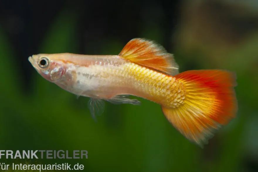 Guppy Sunset, Poecilia reticulata, paarweise