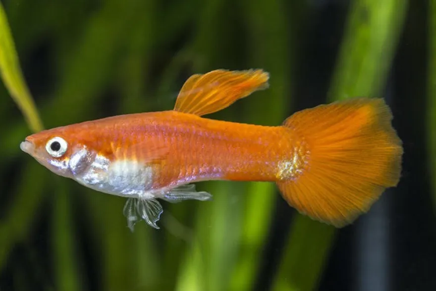 Guppy Triangel vollrot, Poecilia reticulata, paarweise