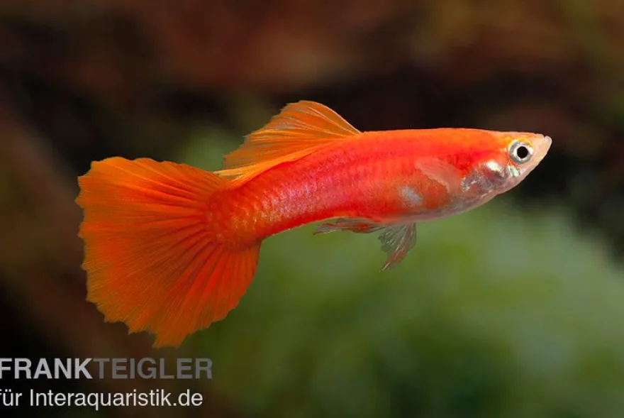 Guppy Triangel vollrot, Poecilia reticulata, paarweise