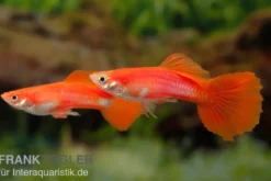 Guppy Triangel vollrot, Poecilia reticulata, paarweise