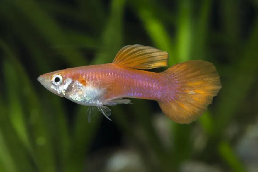 Guppy Triangel vollrot, Poecilia reticulata, paarweise
