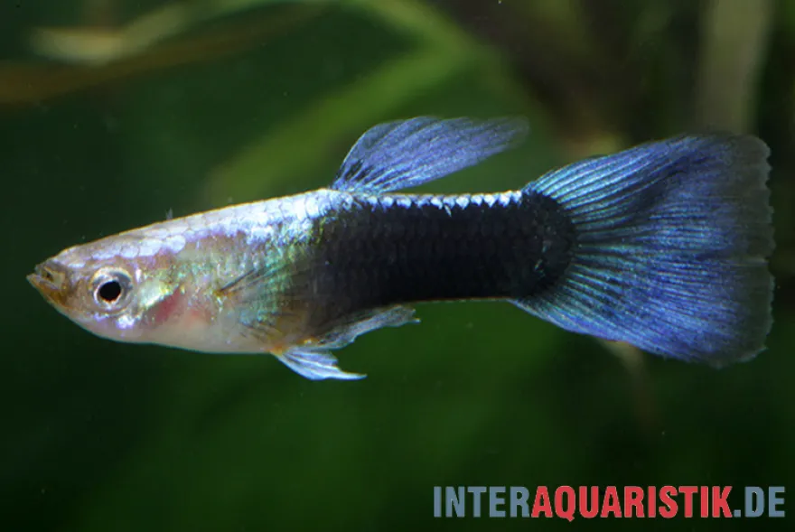 Guppy Turquoise Blue, Poecilia reticulata, paarweise