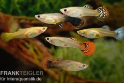 Guppy Weibchen XXXL Farbmix, 25 Tiere, Poecilia reticulata